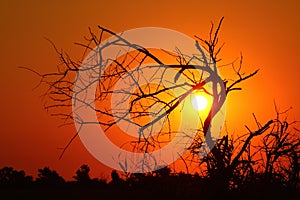 Silhouette of dry tree at sunrise.