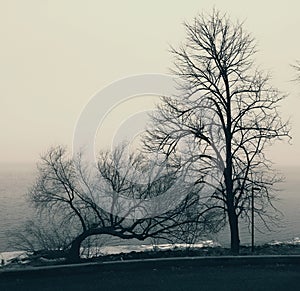 Silhouette of dry trees with a lake in the background, in a wintry scene