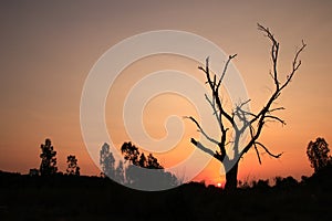 Silhouette of dry trees during sunset