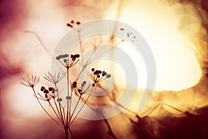 Silhouette of dry wildflower in meadow during sunrise