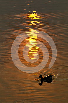 Silhouette of duck on pond with sunset