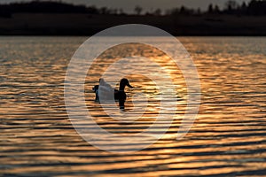 Silhouette of Duck Swimming in a Golden Pond