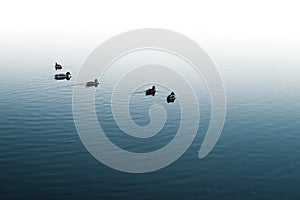 Silhouette of ducks in a row on the water