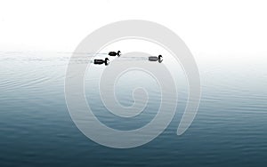 Silhouette of ducks in a row on the water