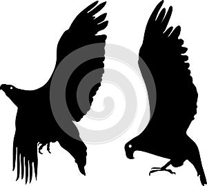 Silhouette of eagle