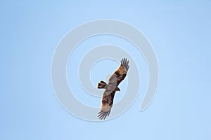 Silhouette of an eagle, silhouette of a bird in a blue sky, view