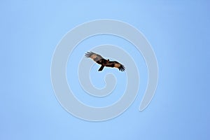 Silhouette of an eagle, silhouette of a bird in a blue sky, view