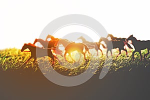 Silhouette of eight horses running