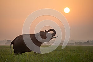 Silhouette elephant on the background of sunset,elephant thai in surin thailand.