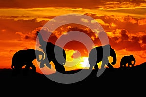 Silhouette elephant battle and family herd animals wildlife evacuate walking in twilight sunset beautiful background