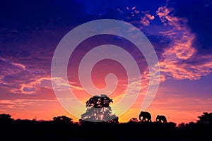 Silhouette elephant family herd animals wildlife evacuate walking in twilight sunset beautiful background