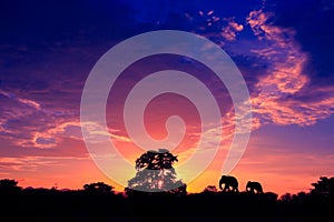 Silhouette elephant family herd animals wildlife evacuate walking in twilight sunset beautiful background photo