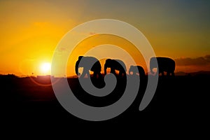 Silhouette elephant herd animals wildlife walking in twilight sunset beautiful background