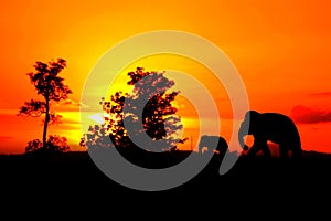 Silhouette elephant herd animals wildlife walking in twilight sunset beautiful background