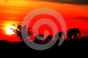 Silhouette elephant herd animals wildlife walking in twilight sunset beautiful background