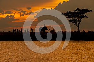 Silhouette of elephant parade and culture in Thailand