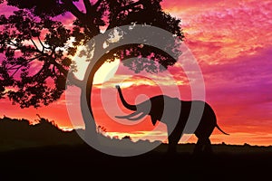 Silhouette elephant standing nearly big tree with beautiful sunset twilight sky background