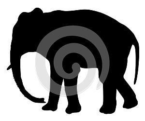 Silhouette of an elephant  vector