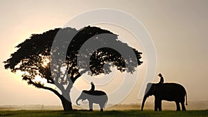 Silhouette of Elephants and mahouts in the morning a midst natural scenery.