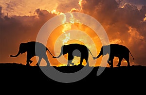 Silhouette elephants relationship with trunk hold family tail walking together on sunset