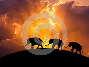 Silueta sloni vztah kufr držet rodina ocas společně na západ slunce 