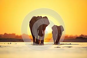 silhouette of elephants at sunset