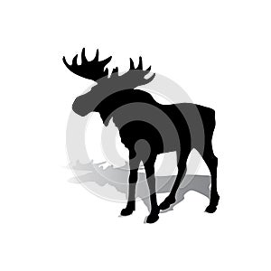 Silhouette of an elk with beautiful horns, a herbivore on a whit