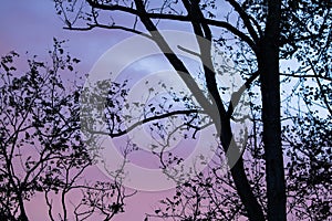 Silhouette of eucalyptus tree branches in blue sky with clouds