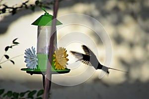 Silhouette of Eupetomena macroura in the drinking fountain in the late afternoon