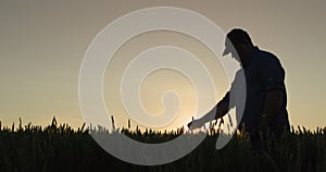 Silhouette of a farmer in a field of wheat, touches the ears with his hand