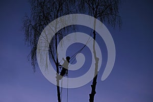 Silhouette of feller or lumberjack on ropes in evening between trees, professional in cutting down trees