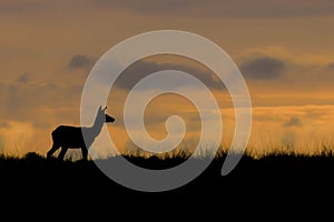 Silhouette of a female Red deer Cervus elaphus in rutting season on the field of National Park Hoge Veluwe in the Netherlands du