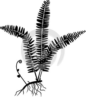 Silhouette of fern with rhizome and roots