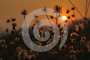 Silhouette field of grass flower on sunset background