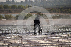 Silhouette of a fieldworker walking on a plastic wrapped field being watered