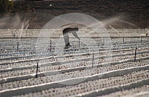 Silhouette of a fieldworker walking on a plastic wrapped field being watered