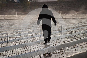 Silhouette of a fieldworker walking on a plastic wrapped field being watered