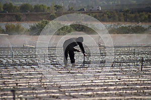 Silhouette of a fieldworker walking on a plastic wrapped field being watered that is backlit