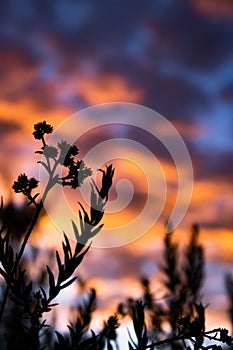 Silhouette of a filed flower and grass with the sunset sky in the background