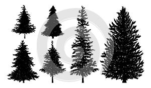 Silhouette of fir or pine trees on white background vector illustration