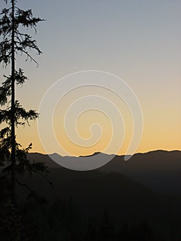 Silhouette of a fir-tree and mountains with lots of copy-space in the clear sky