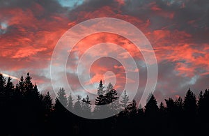 Silhouette of fir trees and fiery sky