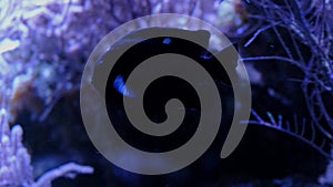 Silhouette of a fish on the background of corals