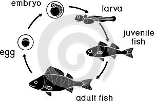 Silhouette of fish life cycle. Sequence of stages of development of perch Perca fluviatilis freshwater fish