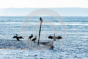 Silhouette of five cormorants sitting at the top of a rod and a flue