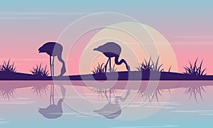 Silhouette of flamingo on riverbank at sunrise scenery