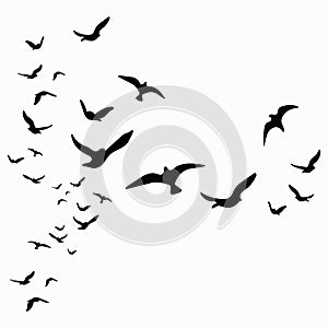 Silhouette of a flock of birds. Black contours of flying birds.