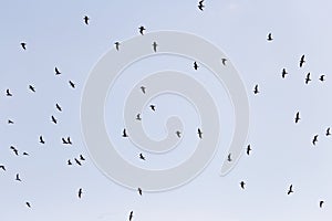 Silhouette of a flock of birds in the blue sky