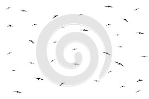 Silhouette of a flock of birds flying on white background