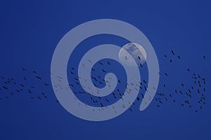 Silhouette of flock  birds migrating flying in front of moon against blue night sky